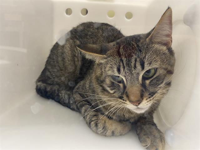 Shelter Stray Unknown Cat last seen Near BLOCK S NEVADA ST, 3839 W Burnham St, West Milwaukee, WI 53215, USA