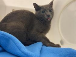 Shelter Stray Female Cat last seen Near BLOCK S ROBERT CT, 3839 W Burnham St, West Milwaukee, WI 53215, USA