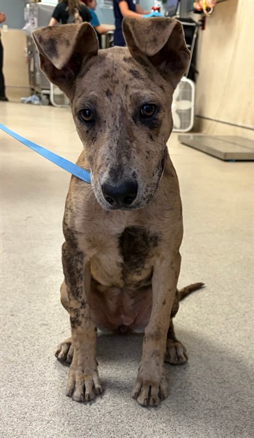 Shelter Stray Female Dog last seen Near BLOCK 28TH ST, JURUPA VALLEY, CA, 6851 Van Buren Boulevard, Jurupa Valley, CA 92509, USA