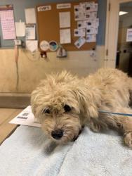 Shelter Stray Male Dog last seen Near BLOCK TILTON AVE, 6851 Van Buren Boulevard, Jurupa Valley, CA 92509, USA