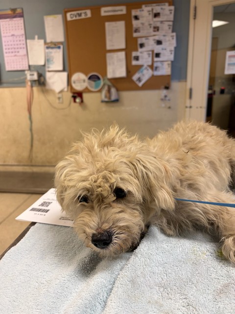 Shelter Stray Male Dog last seen Near BLOCK TILTON AVE, 6851 Van Buren Boulevard, Jurupa Valley, CA 92509, USA
