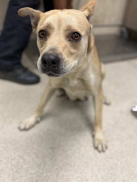 Shelter Stray Female Dog last seen Near BLOCK CALIFORNIA AVE, RIVERSIDE CA 92503, 6851 Van Buren Boulevard, Jurupa Valley, CA 92509, USA