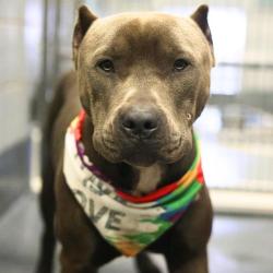 Shelter Stray Male Dog last seen Near BLOCK GARNER, 4710 TX-151, San Antonio, TX 78227, USA