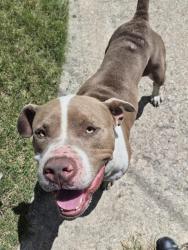 Shelter Stray Male Dog last seen Near BLOCK OF DENVER, 4710 TX-151, San Antonio, TX 78227, USA