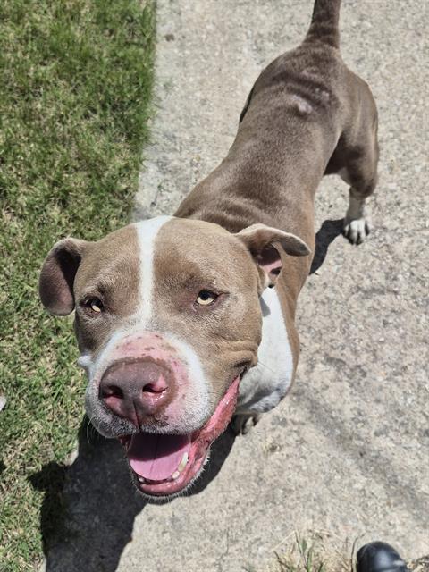 Shelter Stray Male Dog last seen Near BLOCK OF DENVER, 4710 TX-151, San Antonio, TX 78227, USA