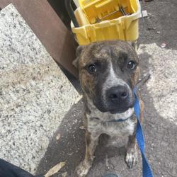 Shelter Stray Male Dog last seen Near BLOCK OF CASA ESPANA, 4710 TX-151, San Antonio, TX 78227, USA