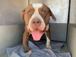 Shelter Stray Female Dog last seen 63RD ST & ELDER CREEK RD, 2127 Front St, Sacramento, CA 95818, USA