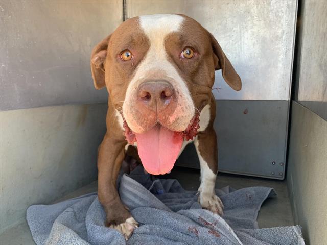 Shelter Stray Female Dog last seen 63RD ST & ELDER CREEK RD, 2127 Front St, Sacramento, CA 95818, USA