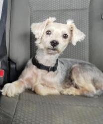 Shelter Stray Male Dog last seen Near BLOCK NACOGDOCHES RD, 4710 TX-151, San Antonio, TX 78227, USA