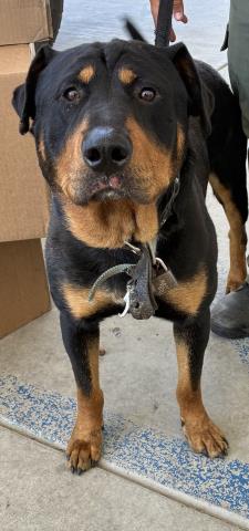 Shelter Stray Male Dog last seen Near BLOCK NILES ST, BAKERSFIELD CA 93306, 3951 Fruitvale Ave, Bakersfield, CA 93308, USA