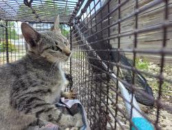 Shelter Stray Female Cat last seen Near BLOCK ESSEX ST, 4710 TX-151, San Antonio, TX 78227, USA