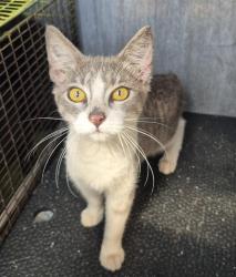 Shelter Stray Female Cat last seen Near BLOCK GARDINA, 4710 TX-151, San Antonio, TX 78227, USA