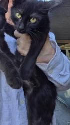 Shelter Stray Male Cat last seen Near BLOCK GARDINA, 4710 TX-151, San Antonio, TX 78227, USA