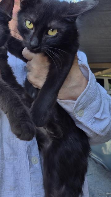 Shelter Stray Male Cat last seen Near BLOCK GARDINA, 4710 TX-151, San Antonio, TX 78227, USA