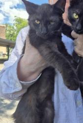 Shelter Stray Female Cat last seen Near BLOCK GARDINA, 4710 TX-151, San Antonio, TX 78227, USA