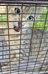 Shelter Stray Male Cat last seen TREE TOP ST, 4710 TX-151, San Antonio, TX 78227, USA