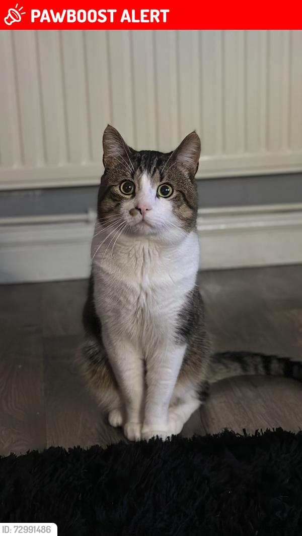 Lost Male Cat last seen Near to Campbell road, Stoke-on-Trent, England ST4