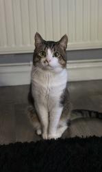 Lost Male Cat last seen Near to Campbell road, Stoke-on-Trent, England ST4