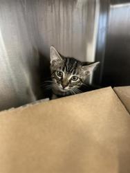 Shelter Stray Male Cat last seen Near BLOCK 11 2425 SWEETWATER RD, 130 Beyer Way, Chula Vista, CA 91911, USA