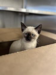 Shelter Stray Male Cat last seen Near BLOCK 11, 130 Beyer Way, Chula Vista, CA 91911, USA