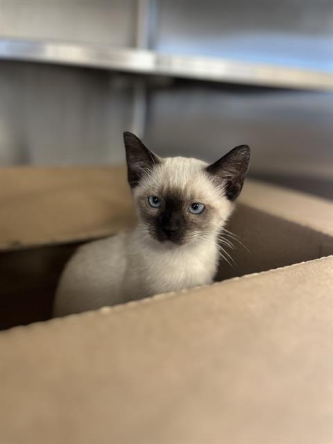 Shelter Stray Male Cat last seen Near BLOCK 11, 130 Beyer Way, Chula Vista, CA 91911, USA