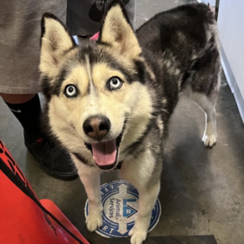 Shelter Stray Female Dog last seen , 1850 W 60th St, Los Angeles, CA 90047, USA