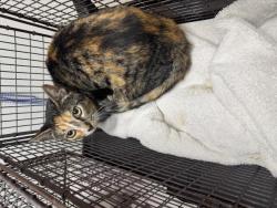 Shelter Stray Female Cat last seen , 1850 W 60th St, Los Angeles, CA 90047, USA