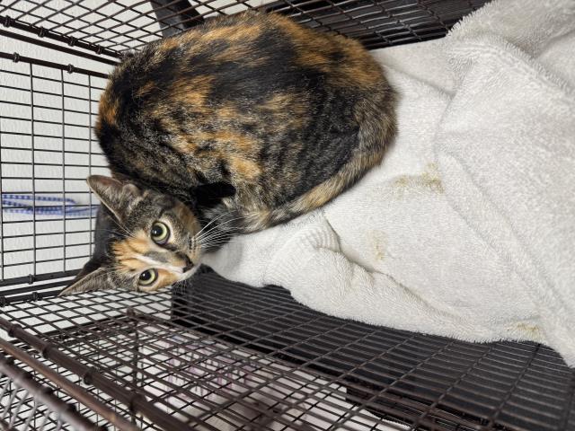 Shelter Stray Female Cat last seen , 1850 W 60th St, Los Angeles, CA 90047, USA