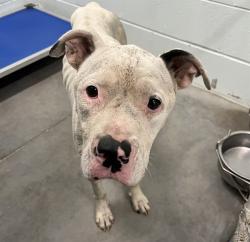 Shelter Stray Male Dog last seen WHITNEY RD & VEECH RD LEESBURG, 12280 County Rd 448, Tavares, FL 32778, USA