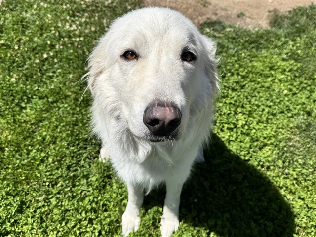 Shelter Stray Female Dog last seen Near BLOCK W PUEBLO BLVD, PUEBLO CO 81005, 4600 Eagleridge Pl, Pueblo, CO 81008, USA
