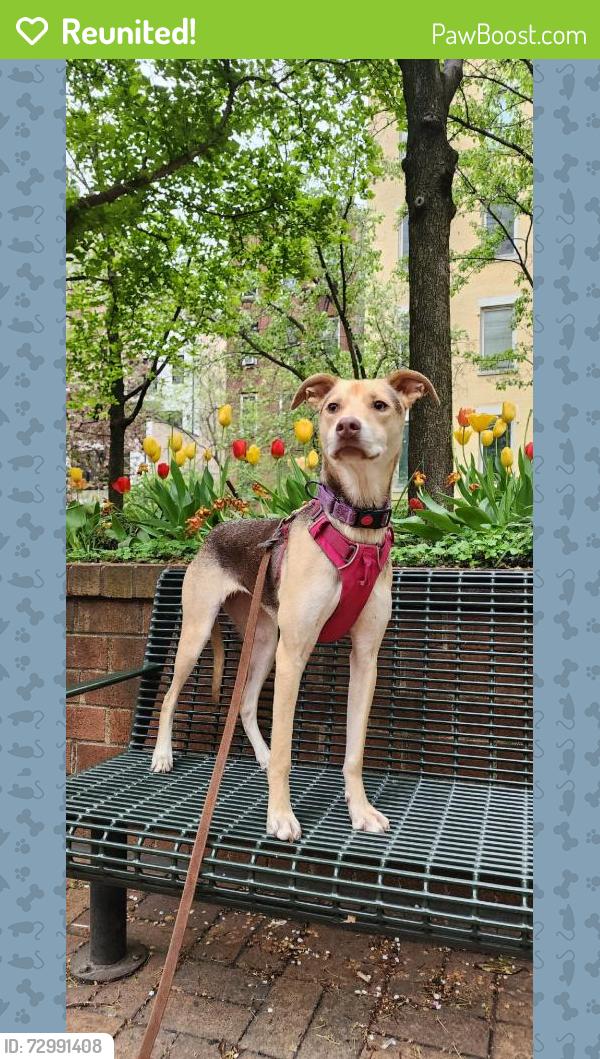 Reunited Female Dog last seen Near Scribner Ave, Norwalk, CT 06854, USA, Norwalk, CT 06854