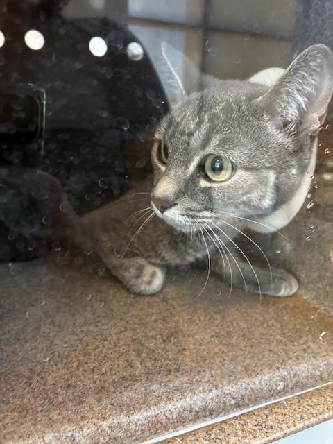 Shelter Stray Unknown Cat last seen Near BLOCK PINE ST, PUEBLO CO 81004, 4600 Eagleridge Pl, Pueblo, CO 81008, USA