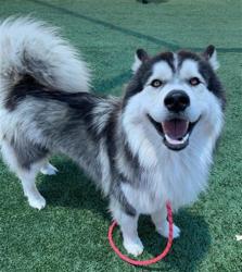 Shelter Stray Male Dog last seen Near BLOCK E ST, FRESNO CA 93706 2007, 5277 E Airways Blvd, Fresno, CA 93727, USA