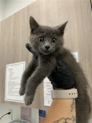 Shelter Stray Female Cat last seen Near BLOCK FULTON ST, FRESNO CA 93721 1610, 5277 E Airways Blvd, Fresno, CA 93727, USA