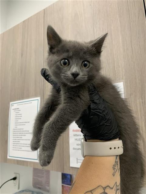 Shelter Stray Female Cat last seen Near BLOCK FULTON ST, FRESNO CA 93721 1610, 5277 E Airways Blvd, Fresno, CA 93727, USA