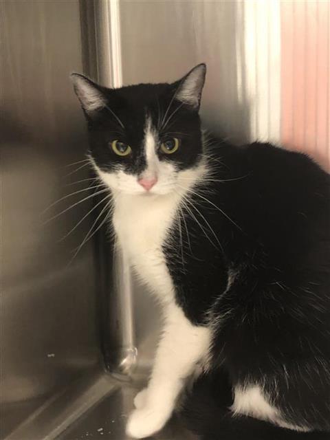 Shelter Stray Female Cat last seen Near BLOCK E AIRWAYS BLVD, FRESNO CA 93727, 5277 E Airways Blvd, Fresno, CA 93727, USA