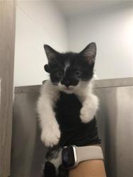 Shelter Stray Female Cat last seen Near BLOCK E AIRWAYS BLVD, FRESNO CA 93727, 5277 E Airways Blvd, Fresno, CA 93727, USA