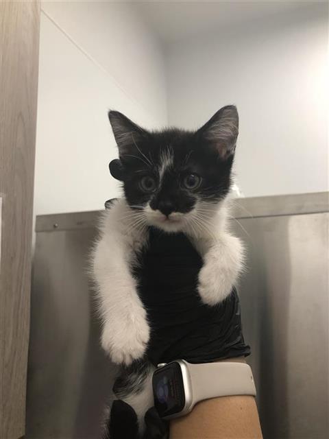 Shelter Stray Female Cat last seen Near BLOCK E AIRWAYS BLVD, FRESNO CA 93727, 5277 E Airways Blvd, Fresno, CA 93727, USA