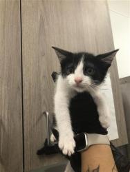 Shelter Stray Male Cat last seen Near BLOCK E AIRWAYS BLVD, FRESNO CA 93727, 5277 E Airways Blvd, Fresno, CA 93727, USA