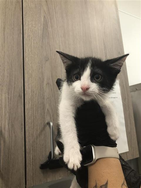 Shelter Stray Male Cat last seen Near BLOCK E AIRWAYS BLVD, FRESNO CA 93727, 5277 E Airways Blvd, Fresno, CA 93727, USA