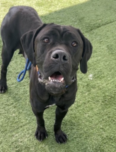 Shelter Stray Female Dog last seen , West Valley Animal Shelter, 20655 Plummer St, Chatsworth, CA 91311, USA