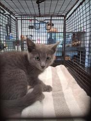 Shelter Stray Male Cat last seen , West Valley Animal Shelter, 20655 Plummer St, Chatsworth, CA 91311, USA