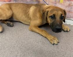 Shelter Stray Female Dog last seen Near BLOCK FAIRVIEW, 333 Chandler Pl, San Bernardino, CA 92408, USA