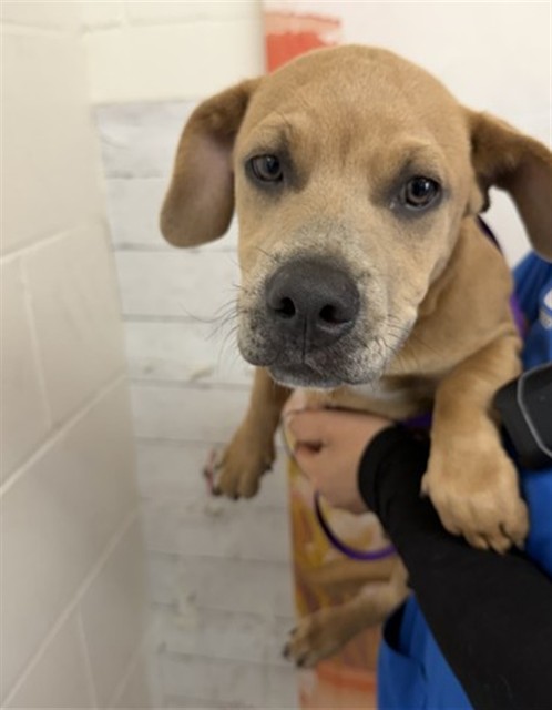 Shelter Stray Male Dog last seen Near BLOCK FAIRVIEW, 333 Chandler Pl, San Bernardino, CA 92408, USA