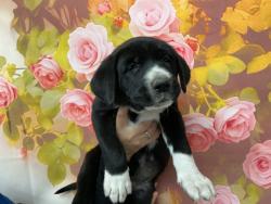 Shelter Stray Female Dog last seen E ALEXANDER AVE X VALENCIA AVE, 333 Chandler Pl, San Bernardino, CA 92408, USA