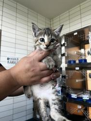 Shelter Stray Female Cat last seen WAGON TRAIL RD, 8311 Freedom Dr, Pearland, TX 77581, USA