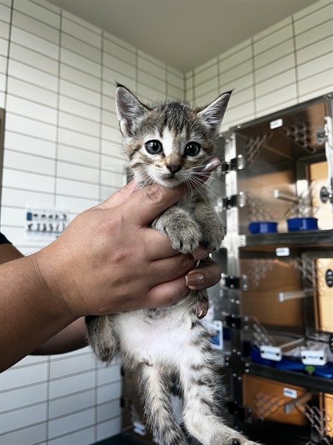Shelter Stray Female Cat last seen WAGON TRAIL RD, 8311 Freedom Dr, Pearland, TX 77581, USA