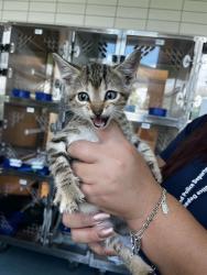 Shelter Stray Female Cat last seen WAGON TRAIL RD, 8311 Freedom Dr, Pearland, TX 77581, USA