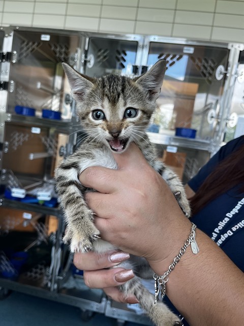 Shelter Stray Female Cat last seen WAGON TRAIL RD, 8311 Freedom Dr, Pearland, TX 77581, USA