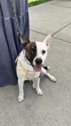 Shelter Stray Male Dog last seen Near BLOCK BLCK W PCH, LONG BEACH, CA 90806, 7700 E Spring St, Long Beach, CA 90815, USA